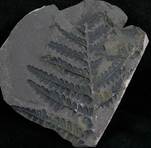 Pecopteris Fern Fossil - Poland #4888